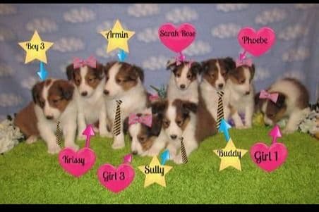 Shetland Sheepdog Puppies Raised In Home breeder image 4
