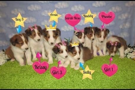 Shetland Sheepdog Puppies Raised In Home breeder image 5
