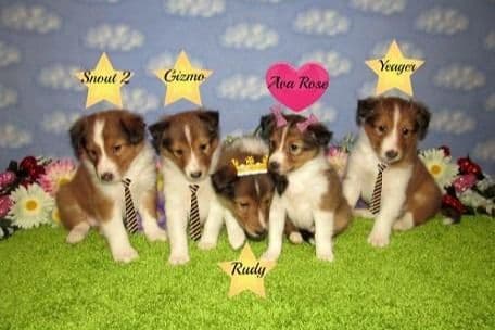 Shetland Sheepdog Puppies Raised In Home breeder image 6