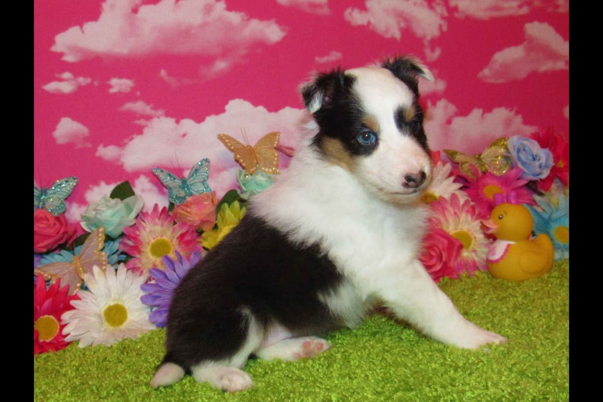 Shetland Sheepdog Puppies Raised In Home breeder image 8