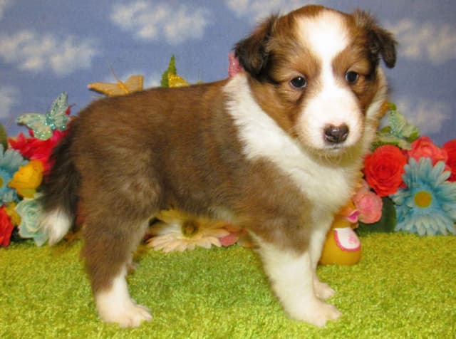 Shetland Sheepdog Puppies Raised In Home media 3