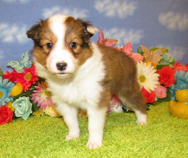 Shetland Sheepdog Puppies Raised In Home media 4