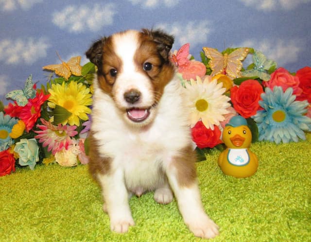 Shetland Sheepdog Puppies Raised In Home media 5