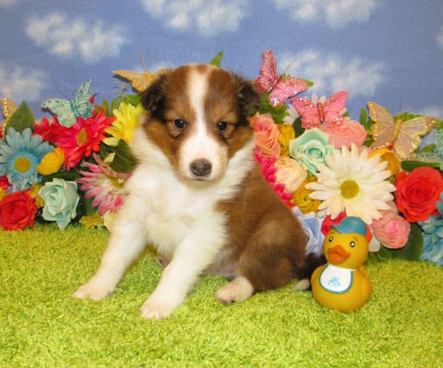 Shetland Sheepdog Puppies Raised In Home media 7