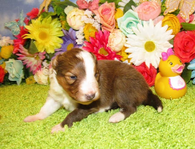 Shetland Sheepdog Puppies Raised In Home media 8