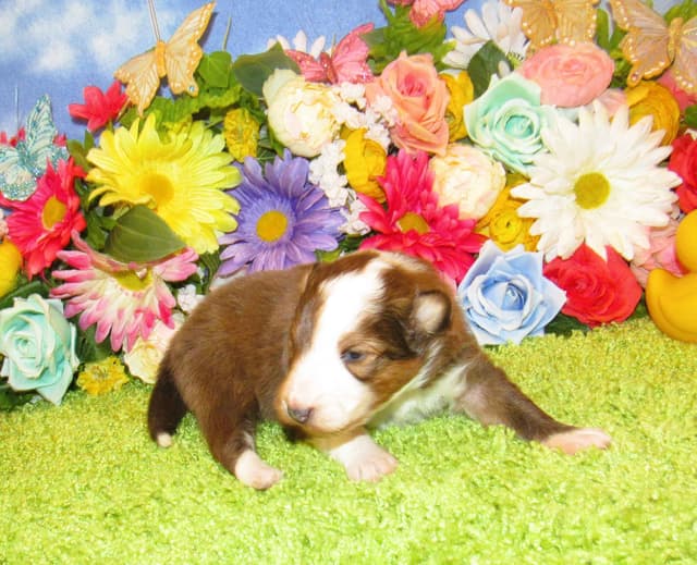 Shetland Sheepdog Puppies Raised In Home media 9