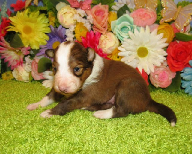 Shetland Sheepdog Puppies Raised In Home media 10