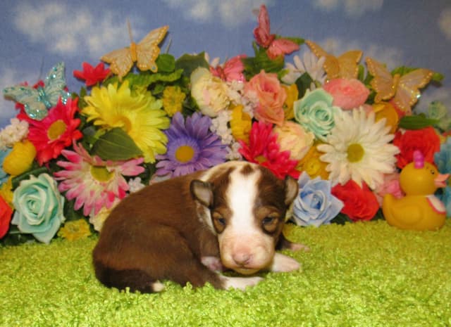 Shetland Sheepdog Puppies Raised In Home media 11