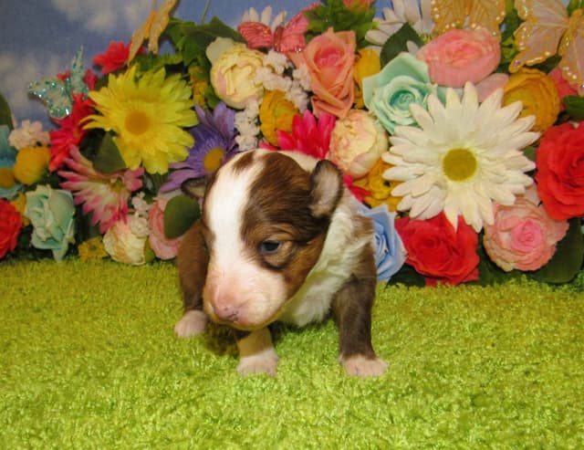 Shetland Sheepdog Puppies Raised In Home media 12