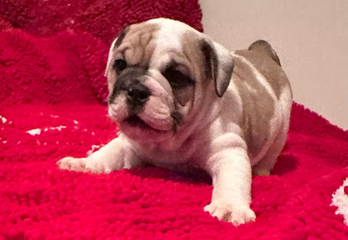 Bulldog Puppies breeder image 1