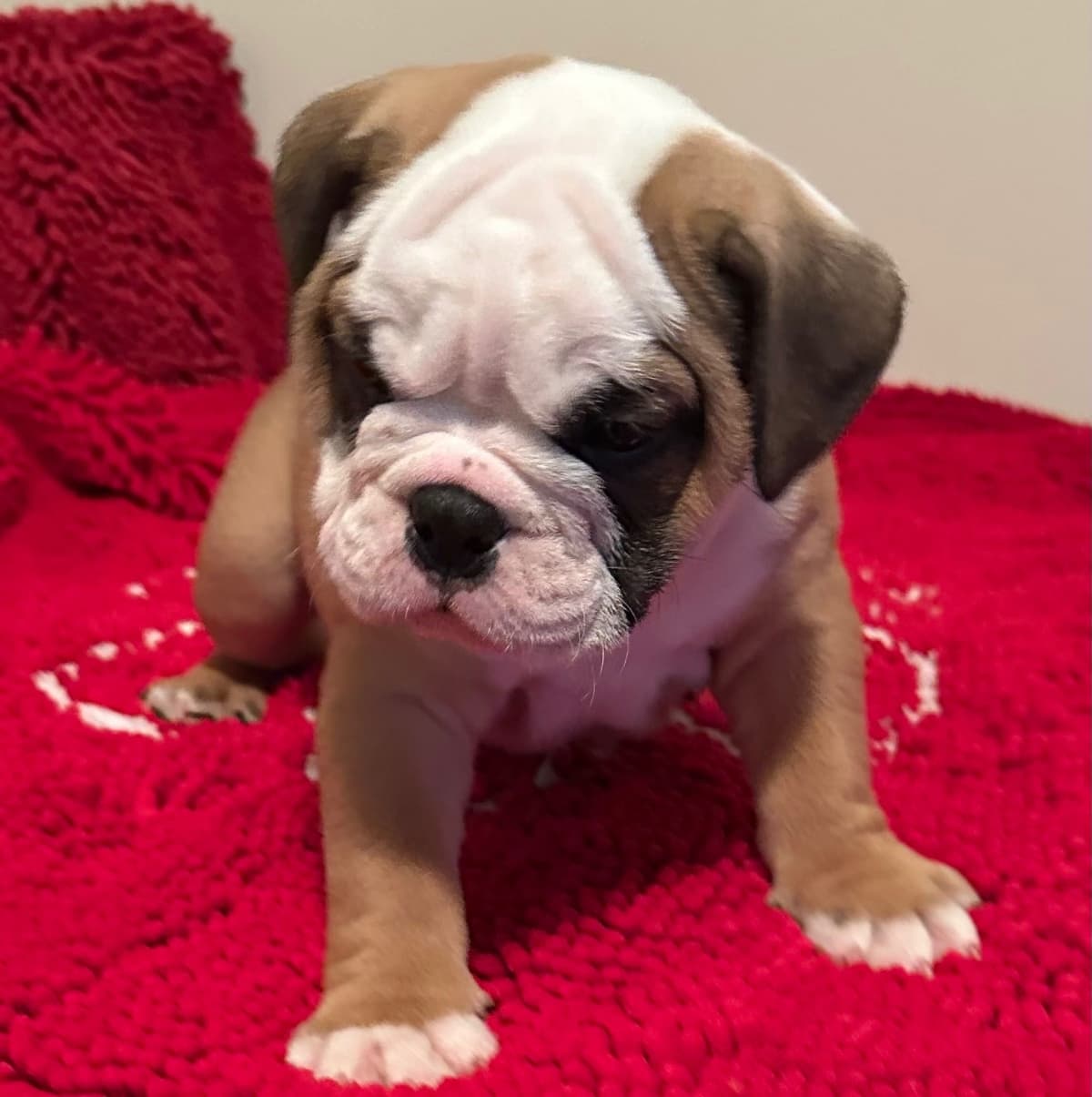 Bulldog Puppies breeder image 3