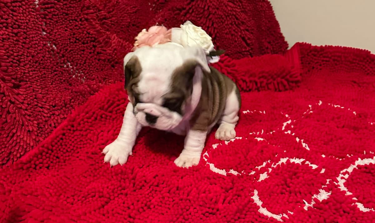 Bulldog Puppies breeder image 7