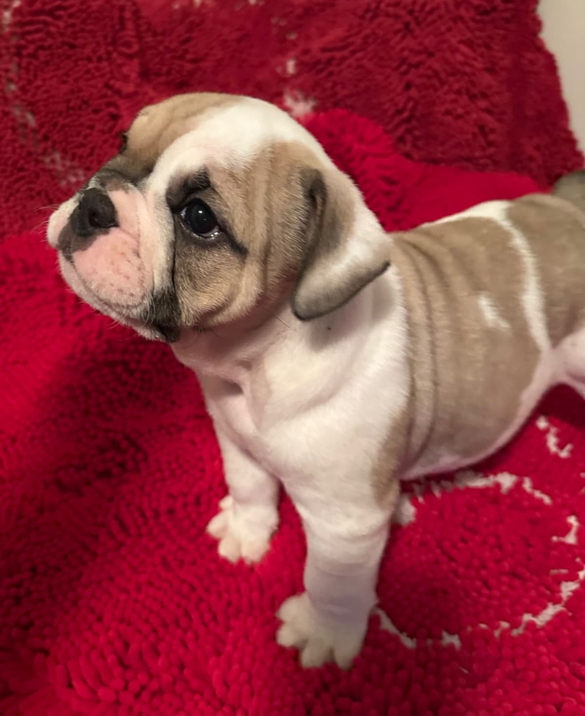 Bulldog Puppies breeder image 2
