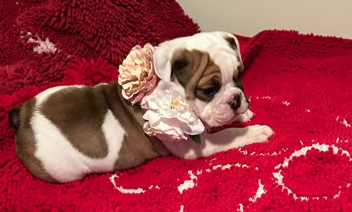 Bulldog Puppies breeder image 5