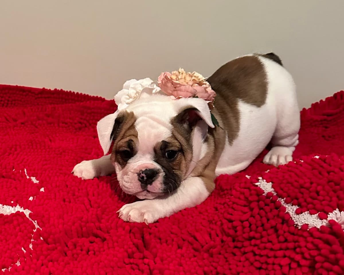 Bulldog Puppies breeder image 6