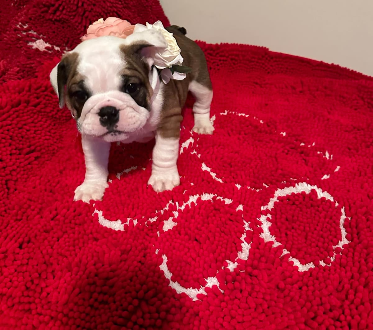 Bulldog Puppies breeder image 8