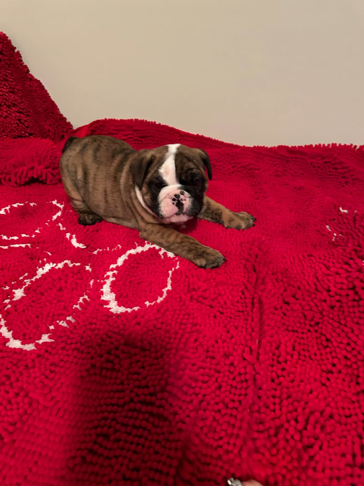 Bulldog Puppies breeder image 10