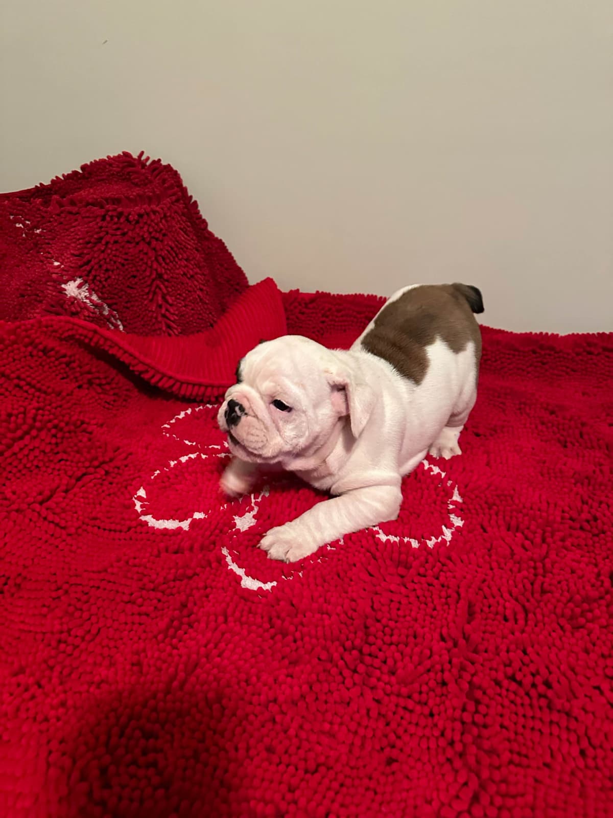Bulldog Puppies breeder image 12