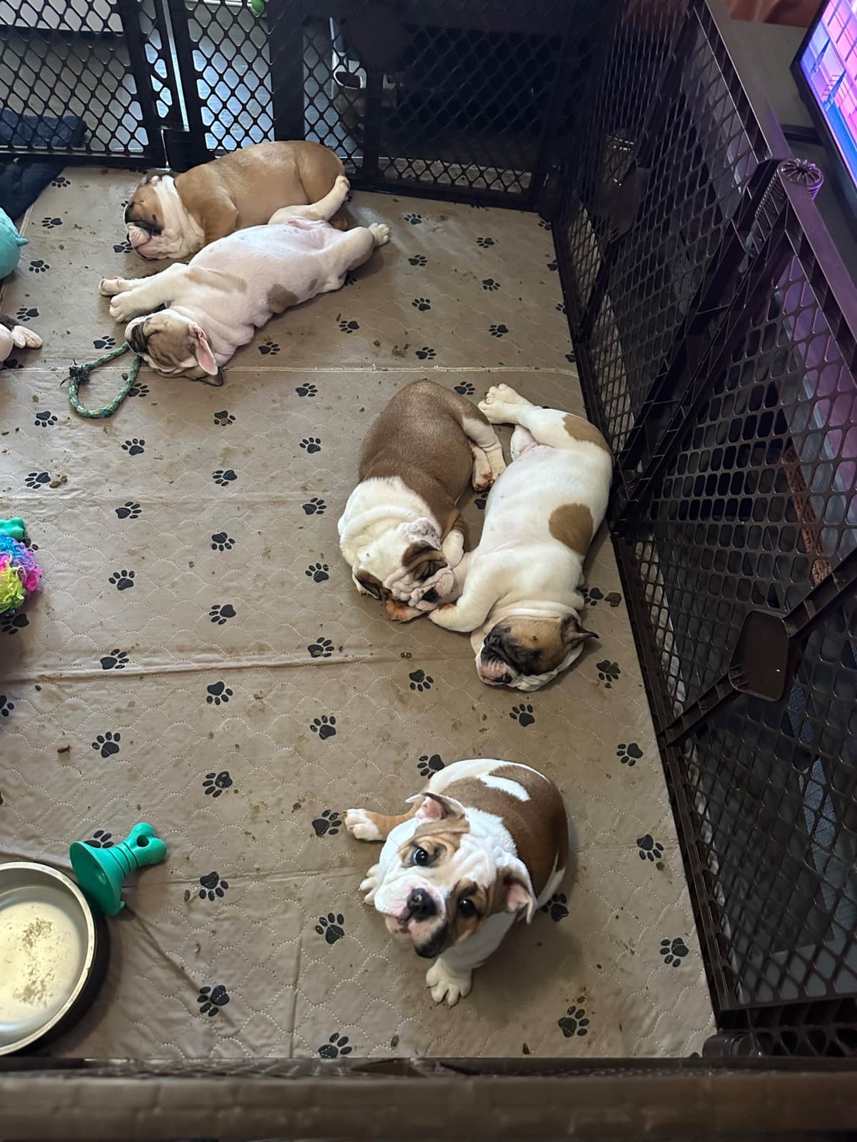 Bulldog Puppies breeder image 14