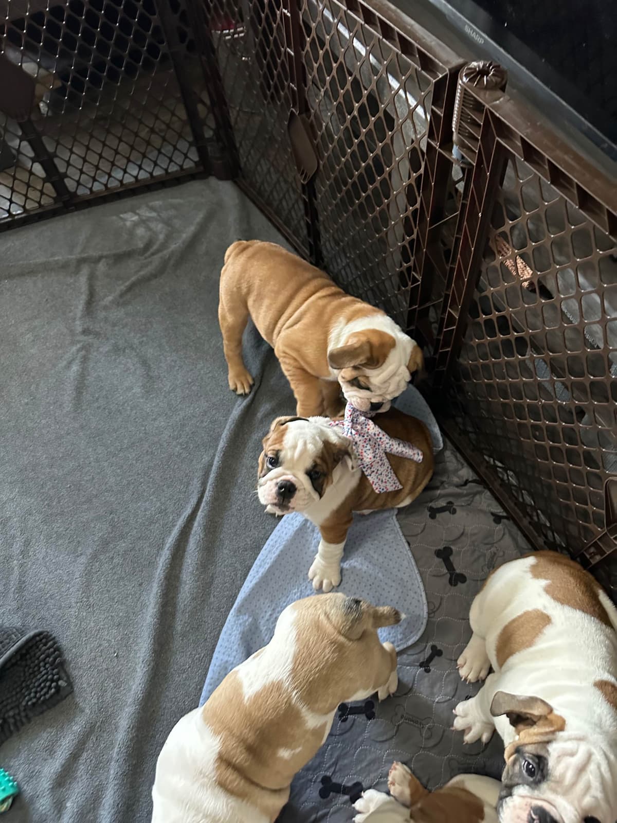 Bulldog Puppies breeder image 15