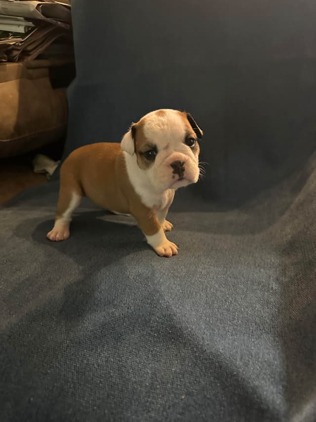 Bulldog Puppies media 2