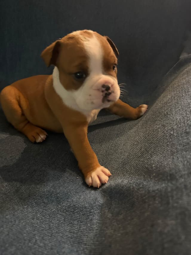 Bulldog Puppies media 6