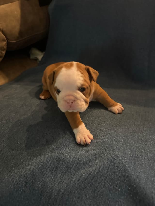 Bulldog Puppies media 3