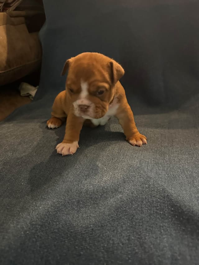 Bulldog Puppies media 7