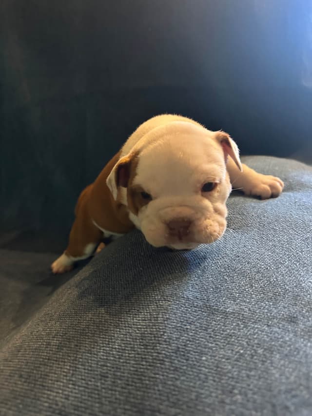 Bulldog Puppies media 10