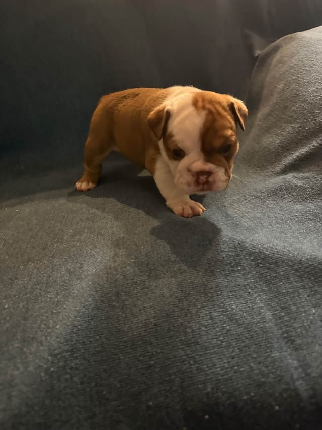Bulldog Puppies media 5