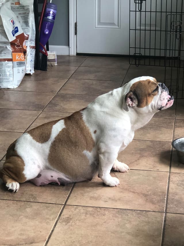 Bulldog Puppies media 9