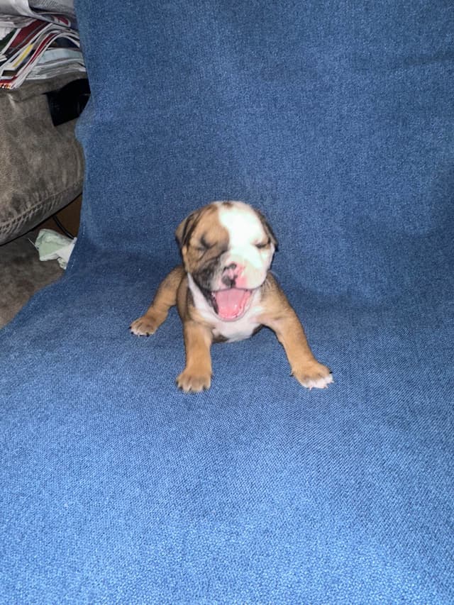 Bulldog Puppies media 12