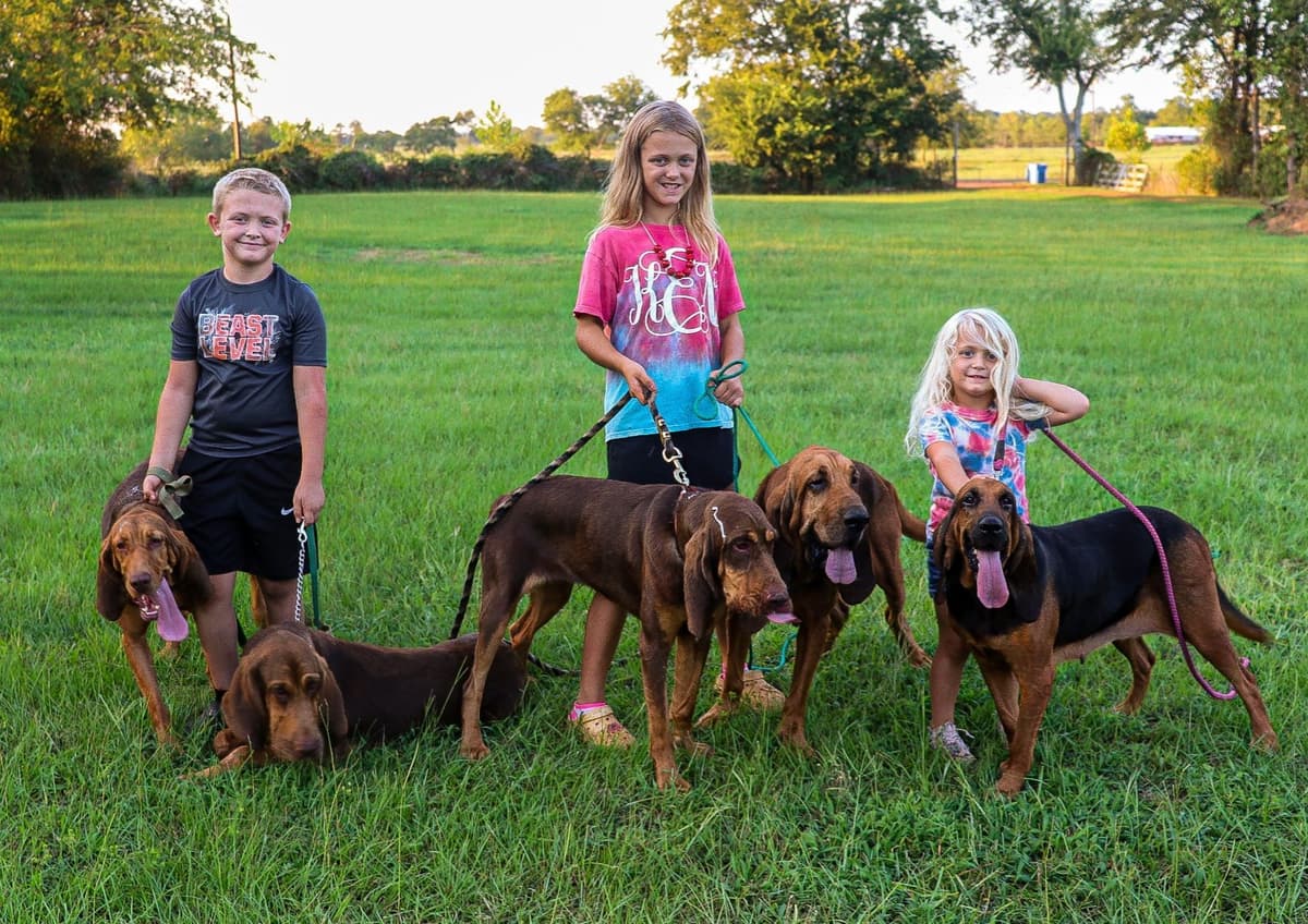 Bloodhound Puppies breeder image 1