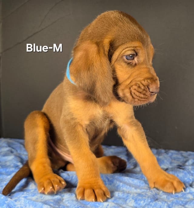 Bloodhound Puppies media 2