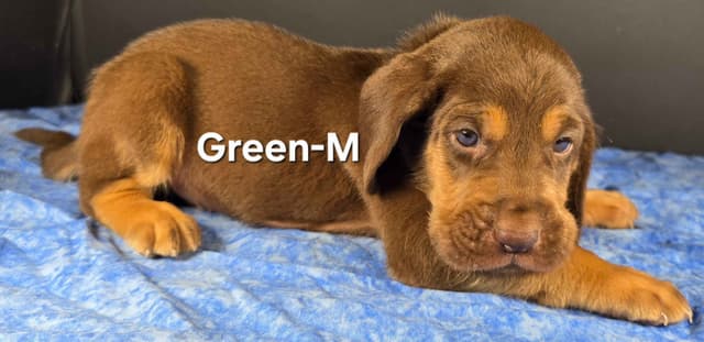 Bloodhound Puppies media 3