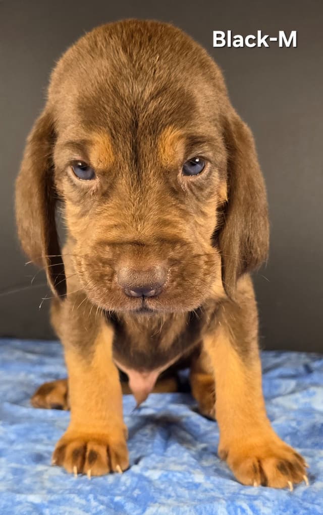 Bloodhound Puppies media 5
