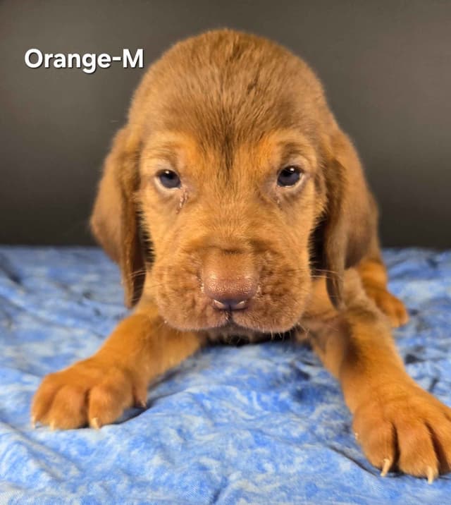 Bloodhound Puppies media 6