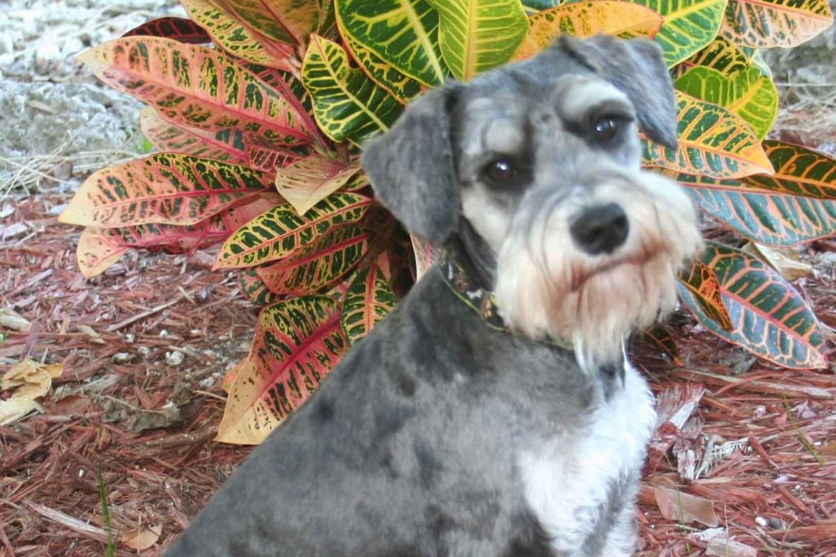 305-923-1005 breeder image 1
