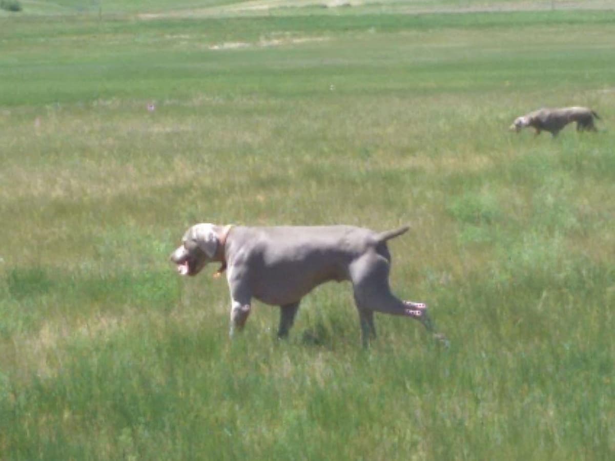German Shorthaired Pointer Puppies breeder image 12
