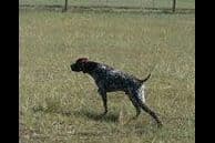 German Shorthaired Pointer Puppies breeder image 9
