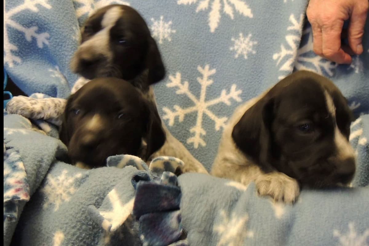 German Shorthaired Pointer Puppies breeder image 8