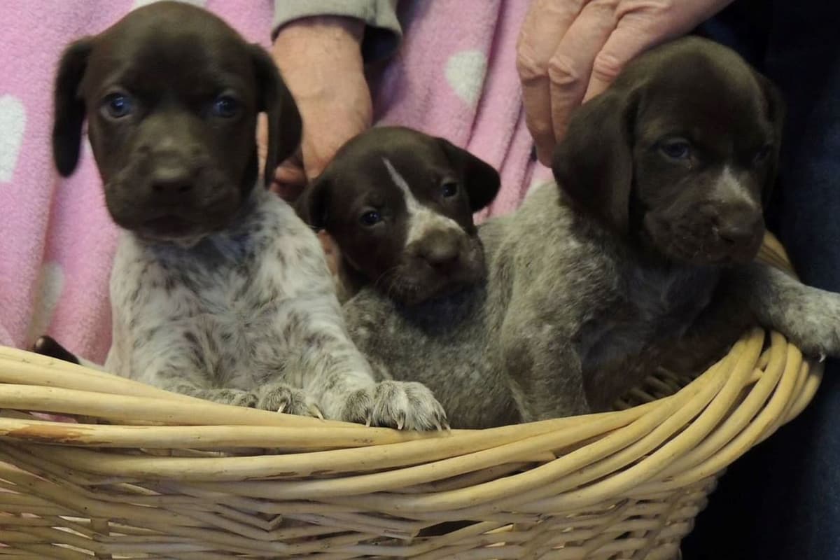 German Shorthaired Pointer Puppies breeder image 7