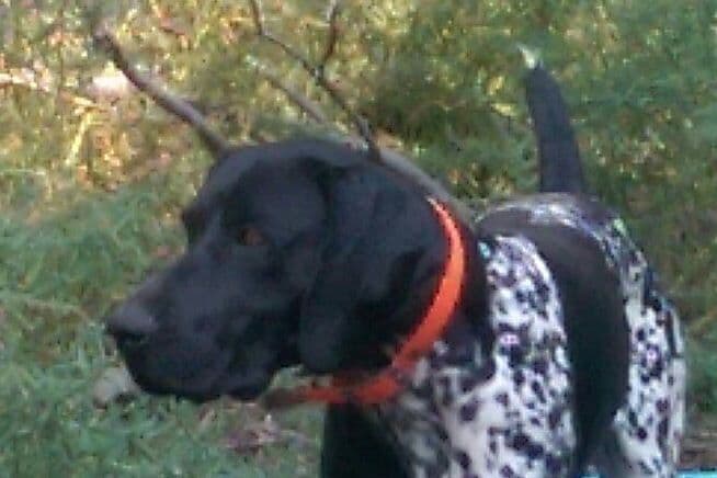 German Shorthaired Pointer Puppies breeder image 6