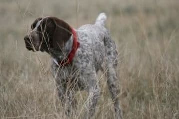 German Shorthaired Pointer Puppies breeder image 5