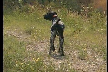 German Shorthaired Pointer Puppies breeder image 3