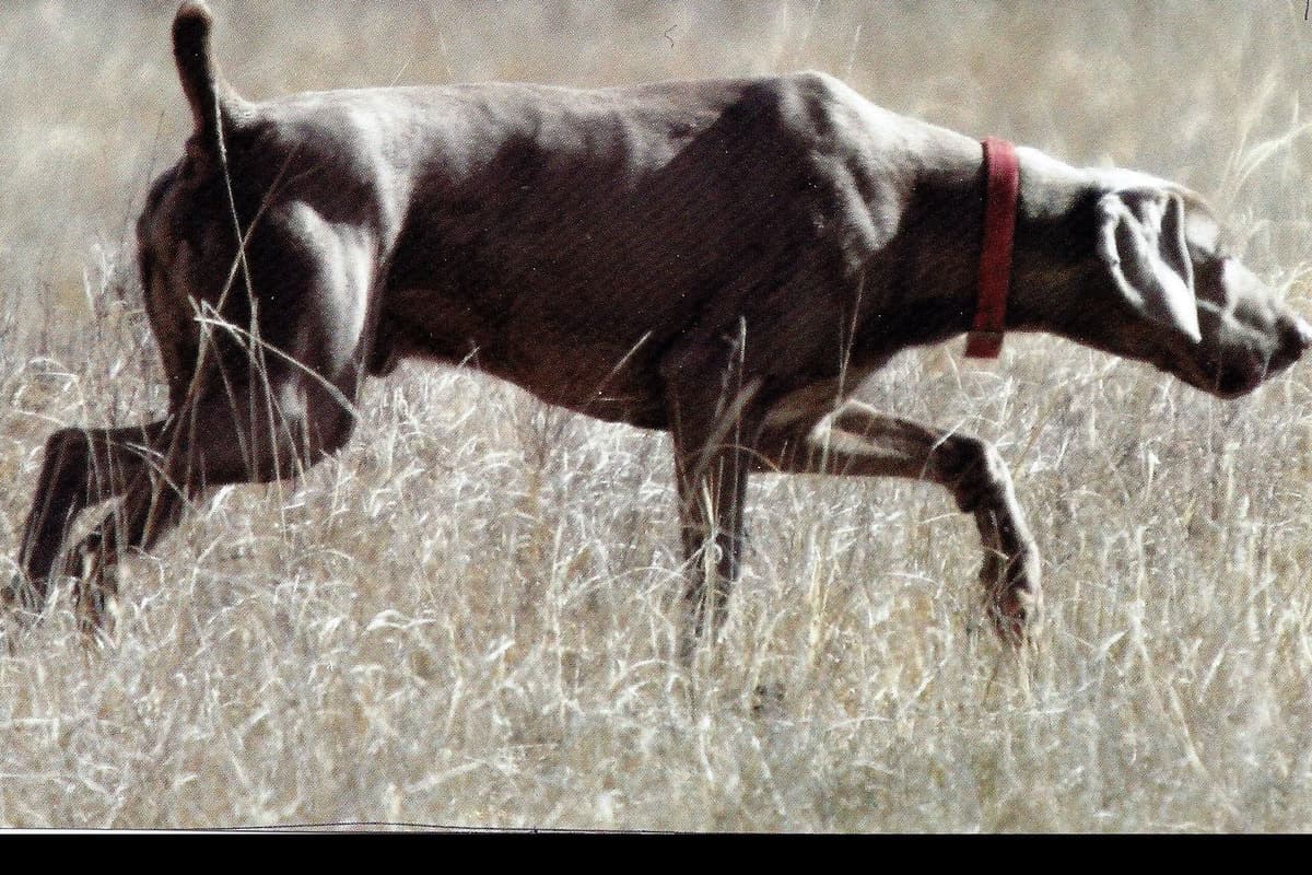 German Shorthaired Pointer Puppies breeder image 15