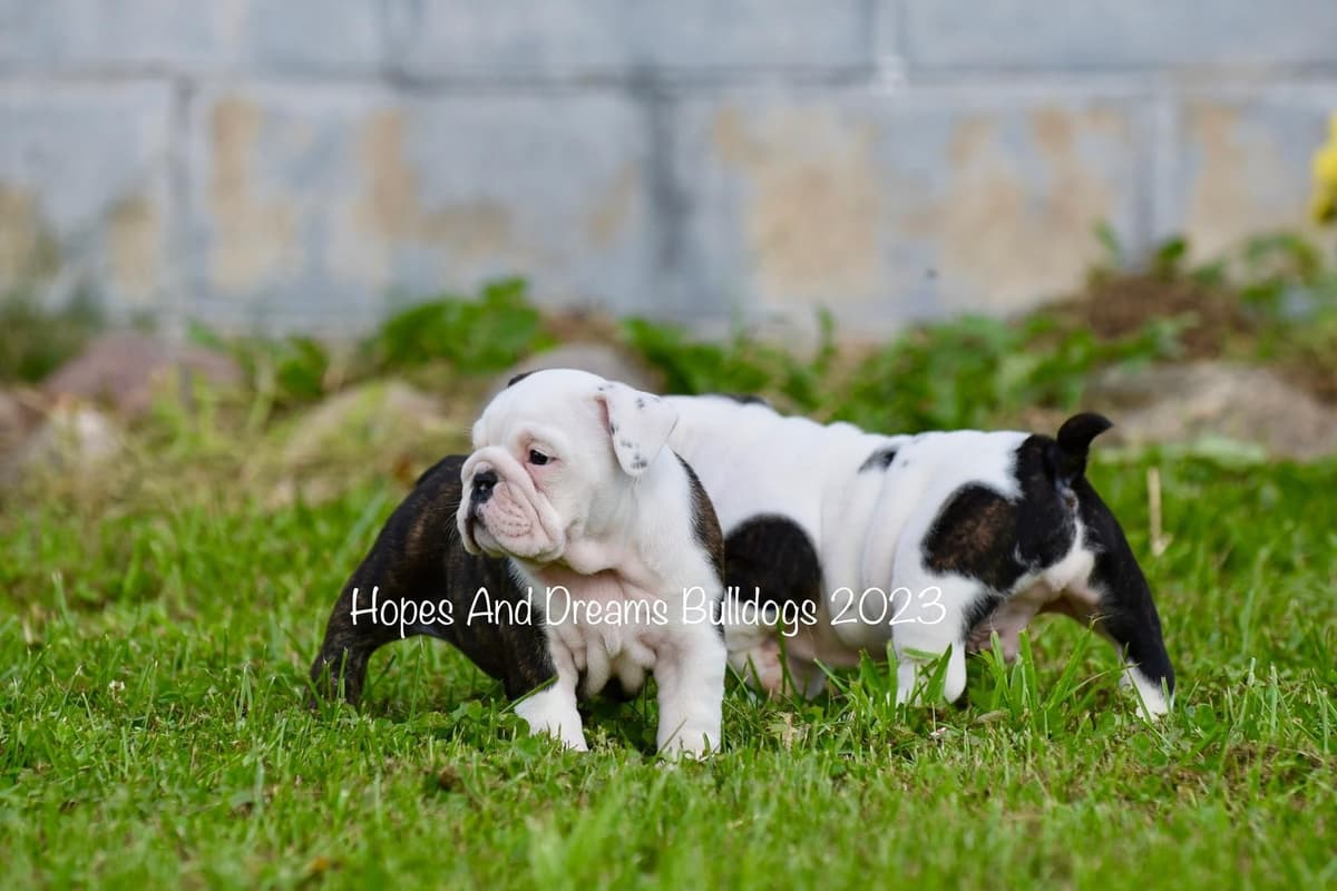 Labrador Retriever Puppies breeder image 1