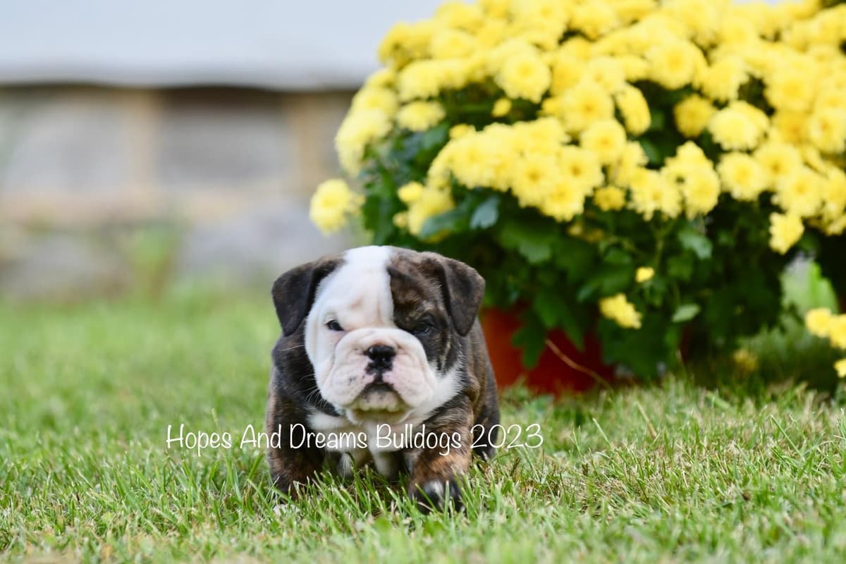 Labrador Retriever Puppies breeder image 2