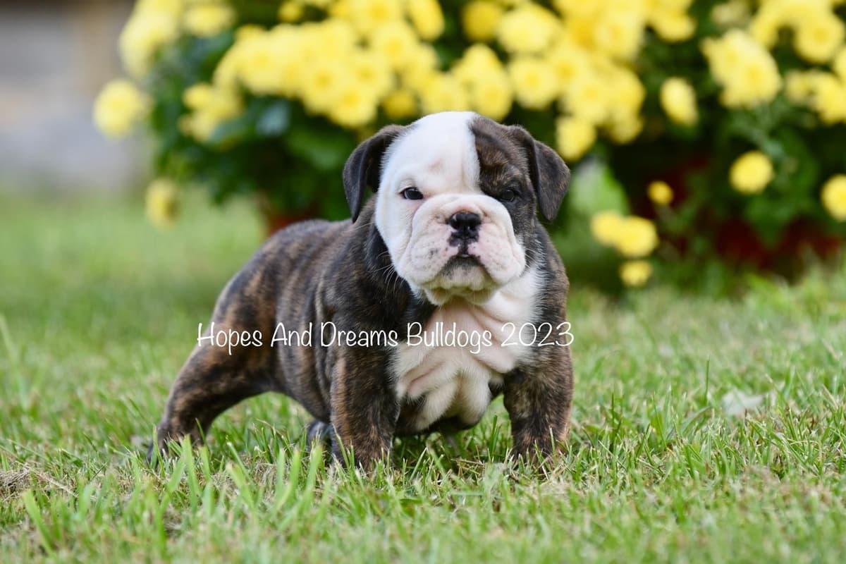 Labrador Retriever Puppies breeder image 3