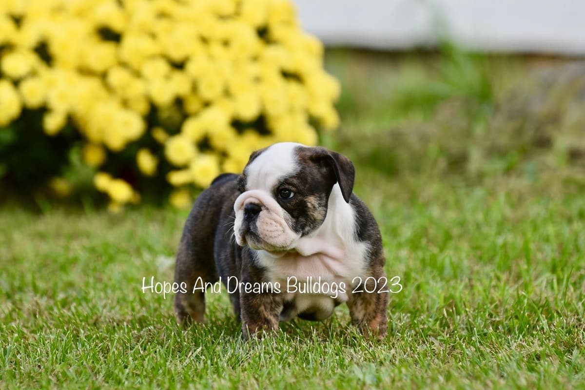 Labrador Retriever Puppies breeder image 4